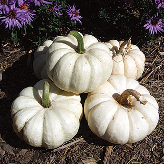 Gooligan PMT F1 Hybrid Pumpkin Seeds