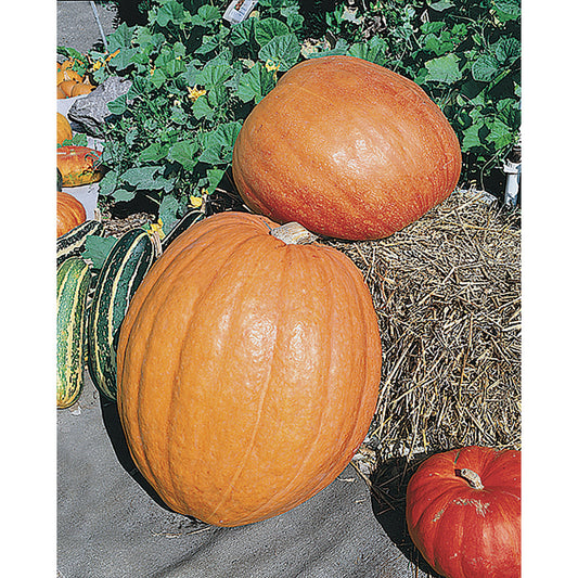 First Prize F1 Hybrid Pumpkin Seeds