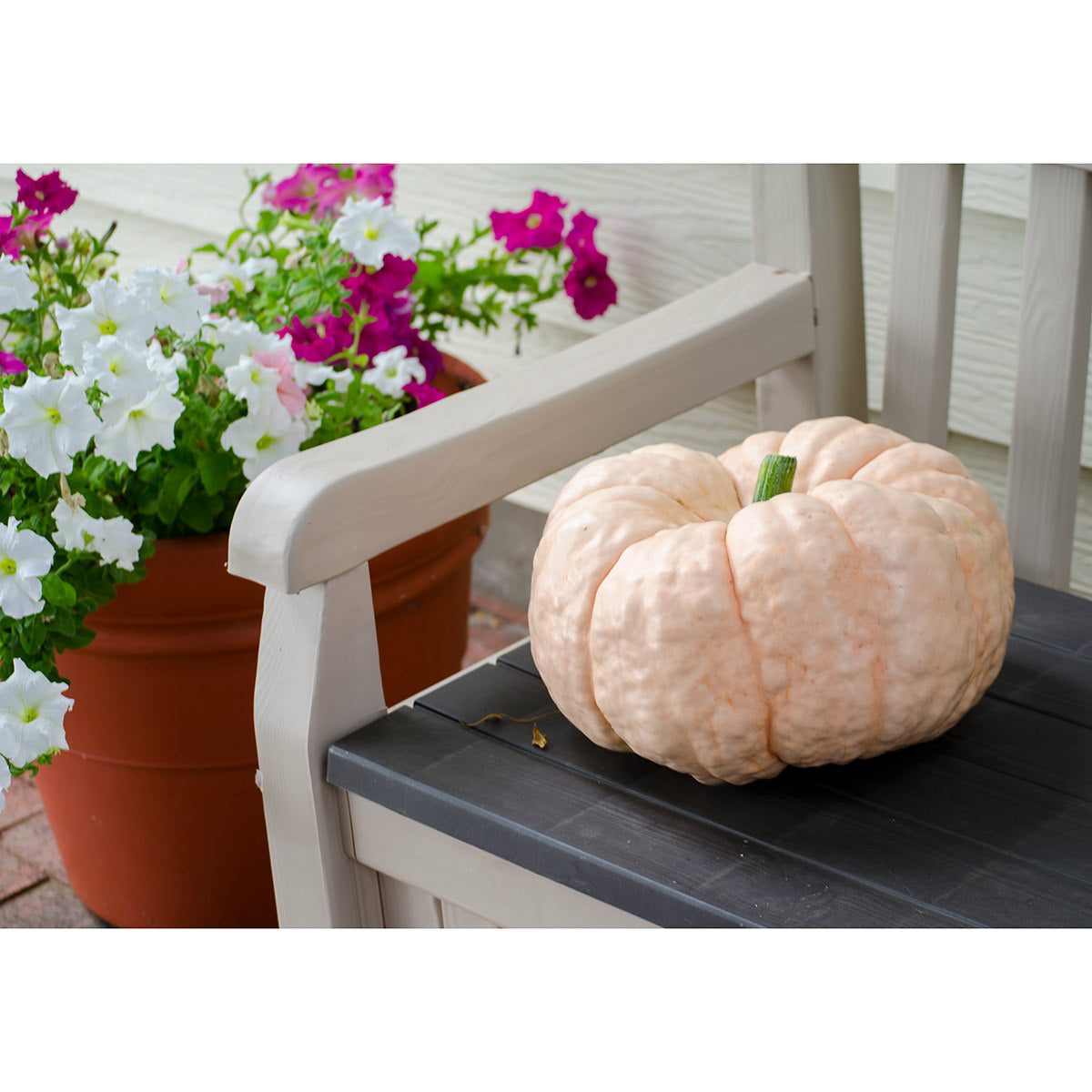 Porcelain Doll F1 Hybrid Pumpkin Seeds