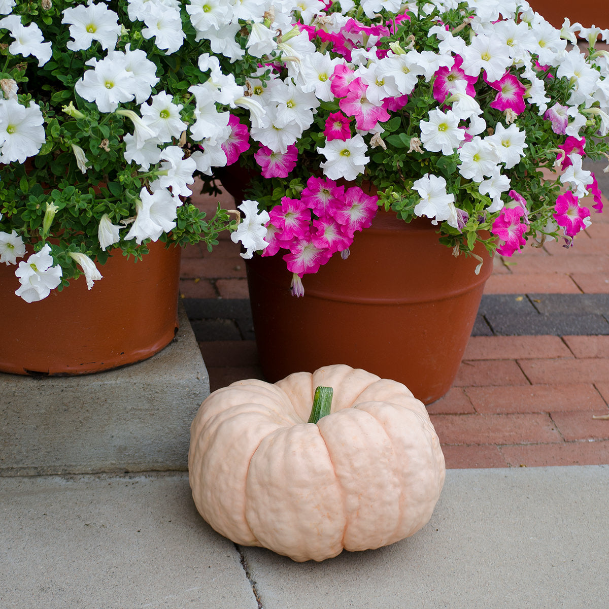 Porcelain Doll F1 Hybrid Pumpkin Seeds