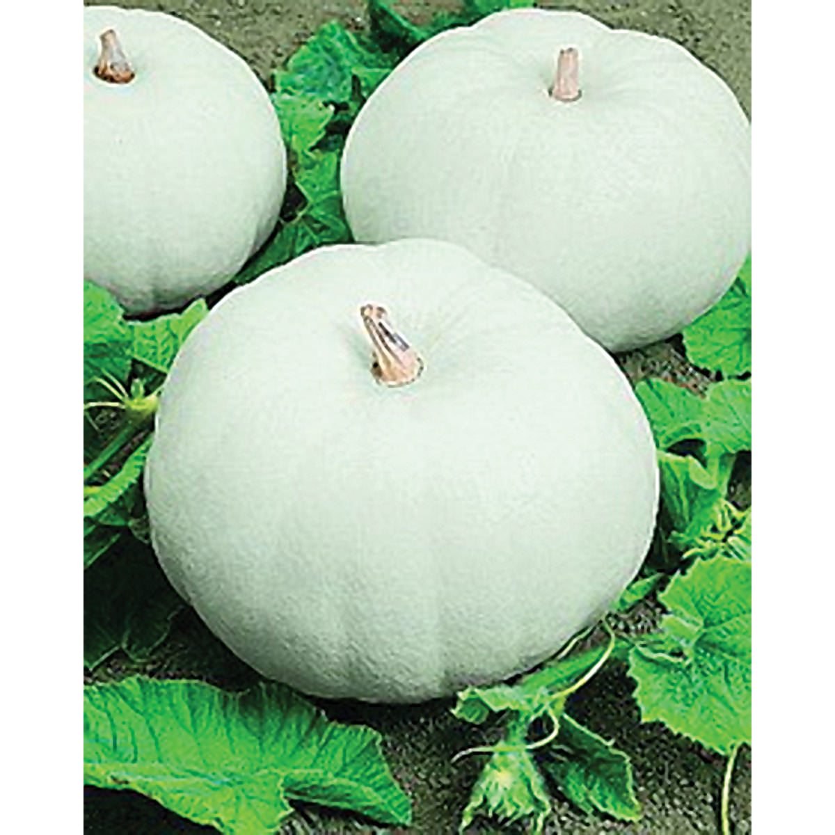 Casper Pumpkin Seeds