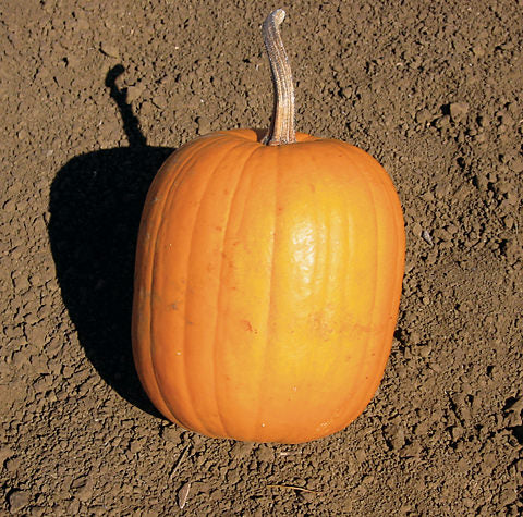 Connecticut Field Pumpkin Seeds