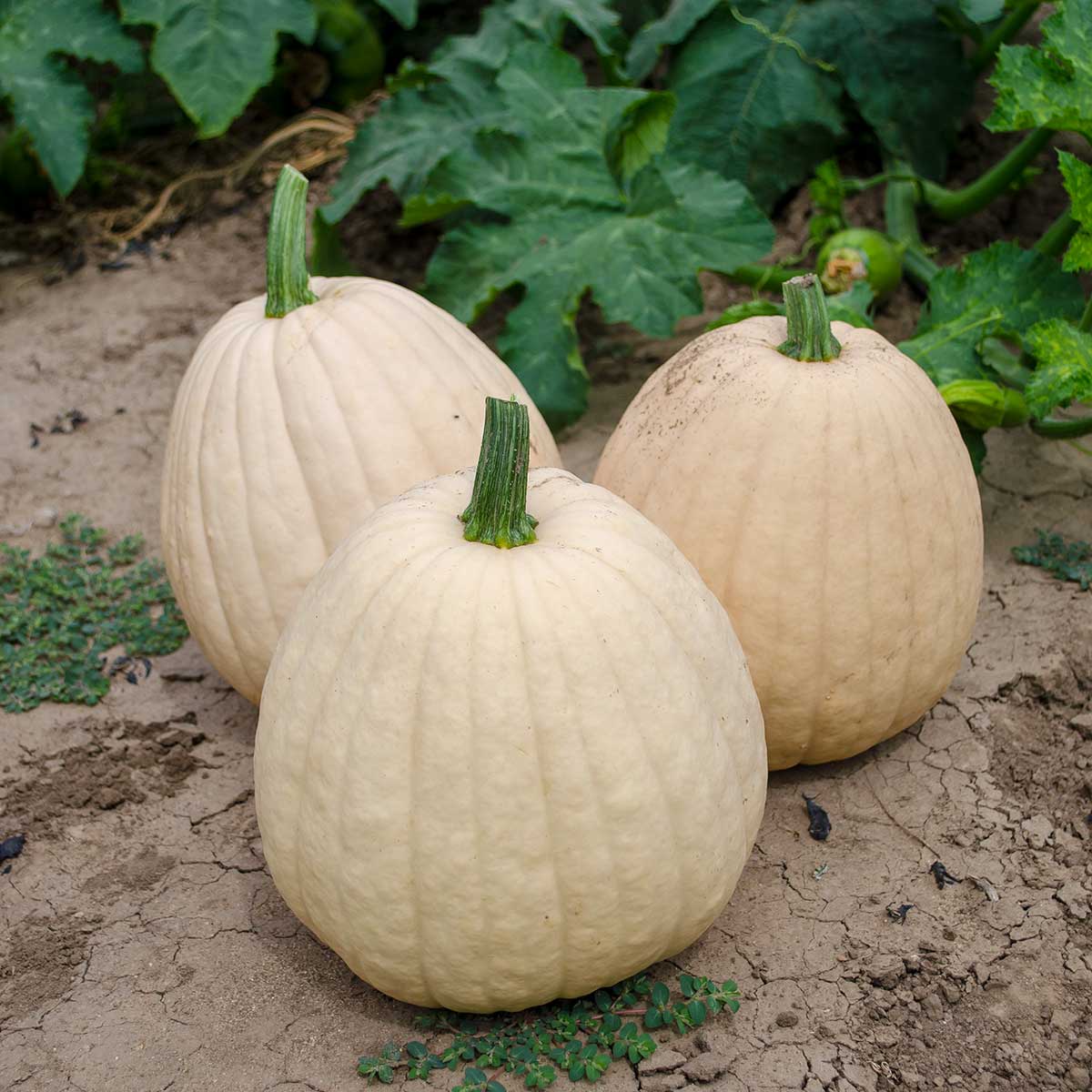 Tandy F1 Hybrid Pumpkin Seeds