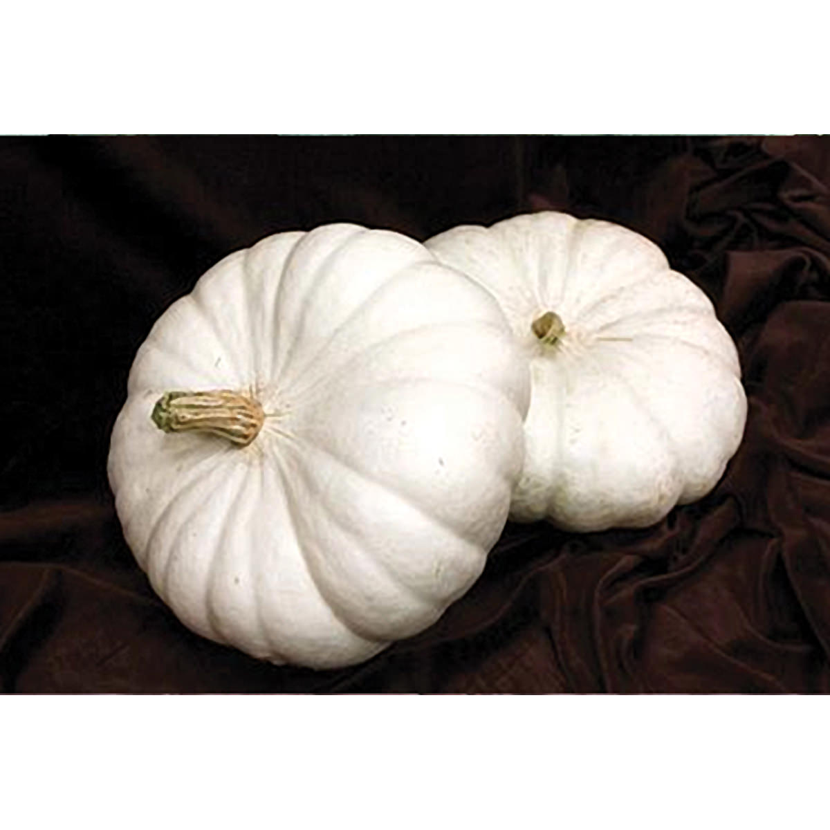 Flat White Boer Ford Pumpkin Seeds NE SEED