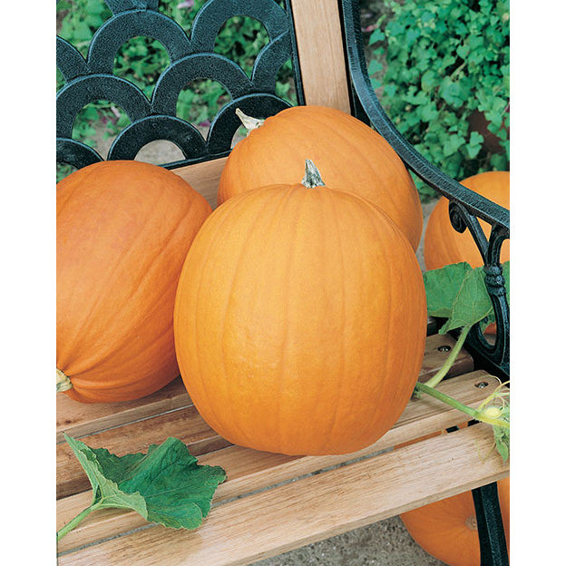 Jack O'Lantern Pumpkin Seeds