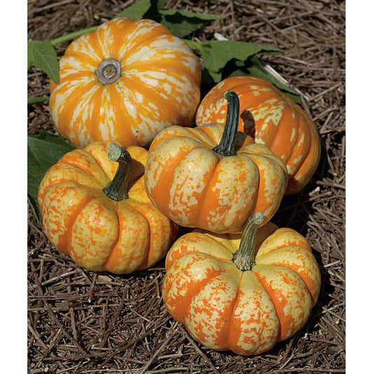 Hooligan PMT F1 Hybrid Pumpkin Seeds