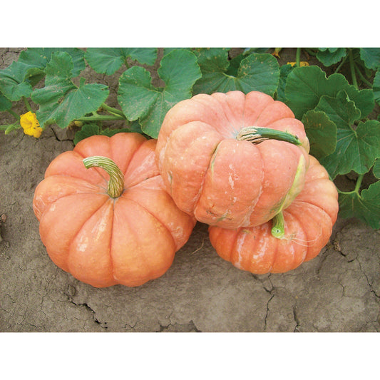 Indian Doll F1 Hybrid Pumpkin Seeds