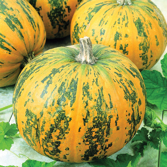 Pepitas F1 Hybrid Pumpkin Seeds