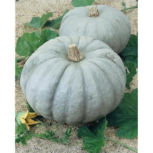 Jarrahdale Pumpkin Seeds