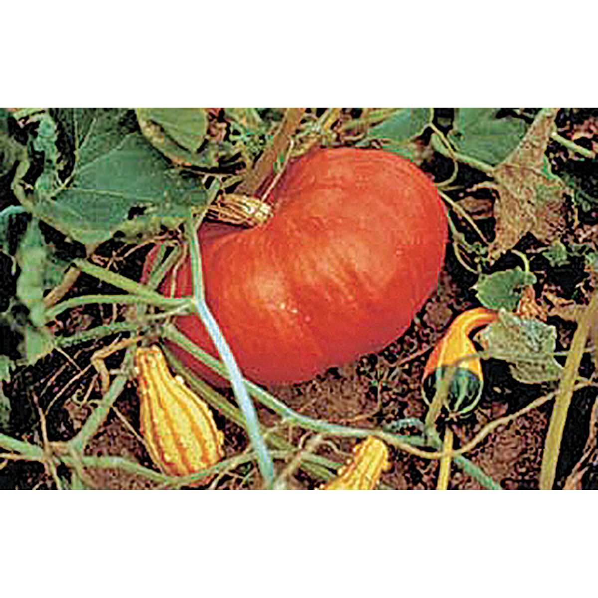 Cinderella Pumpkin Seeds