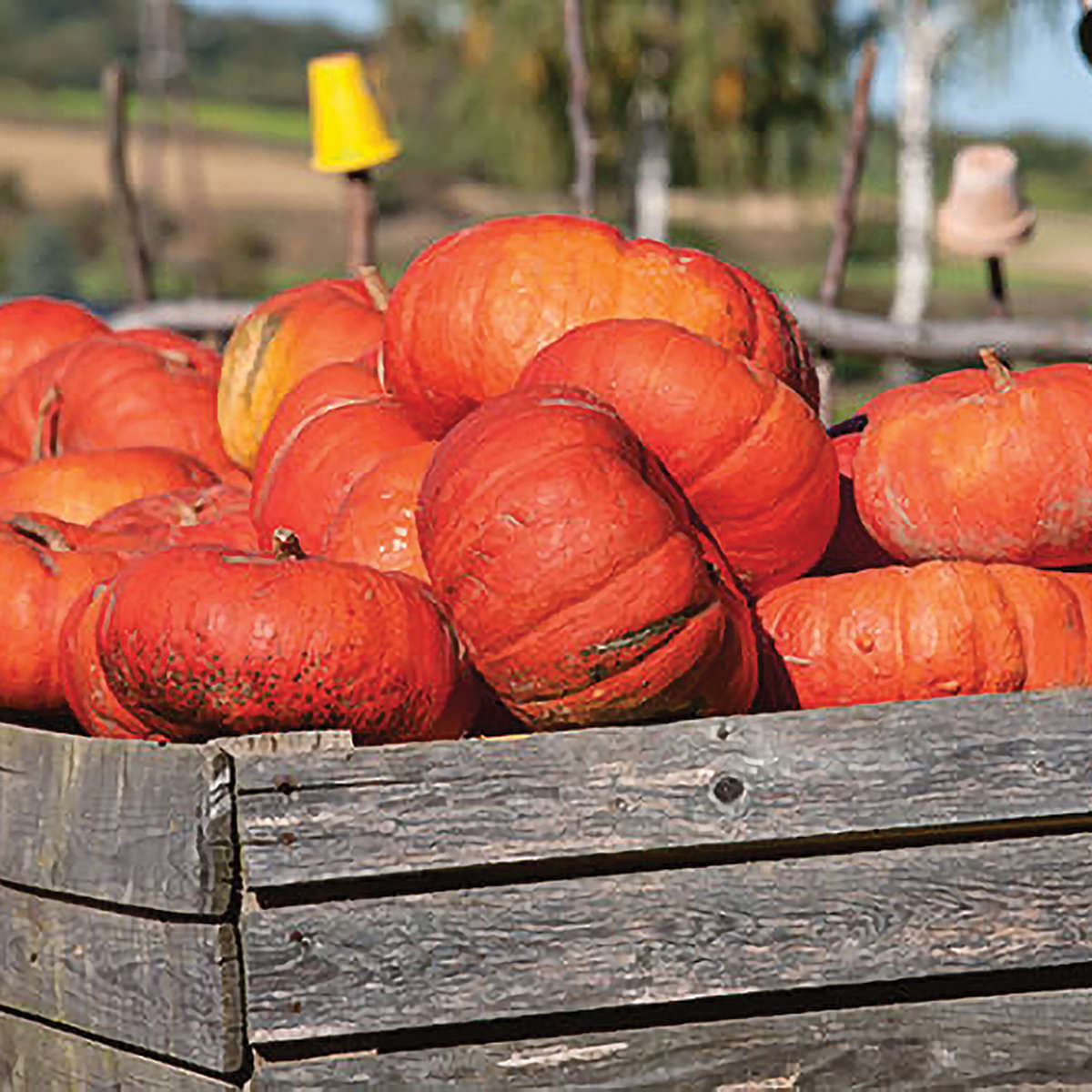 Cinderella Pumpkin Seeds