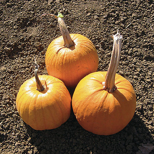 Small Sugar Pumpkin Seeds