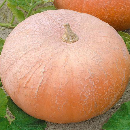 Yellow Of Paris Pumpkin Seeds