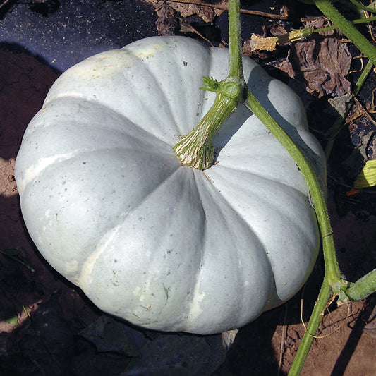 Silver Moon F1 Hybrid Pumpkin Seeds