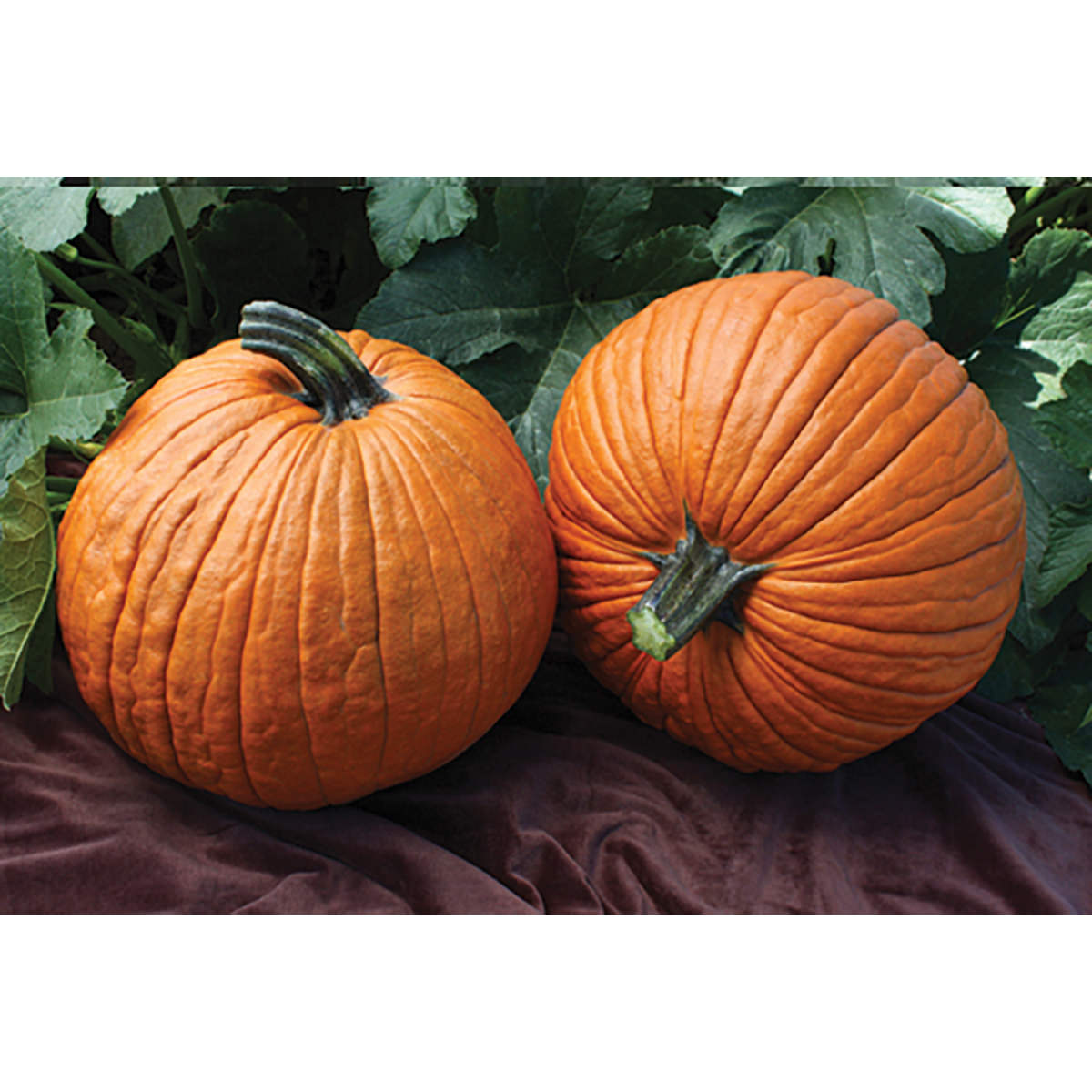 Mrs. Wrinkles F1 Hybrid Pumpkin Seeds