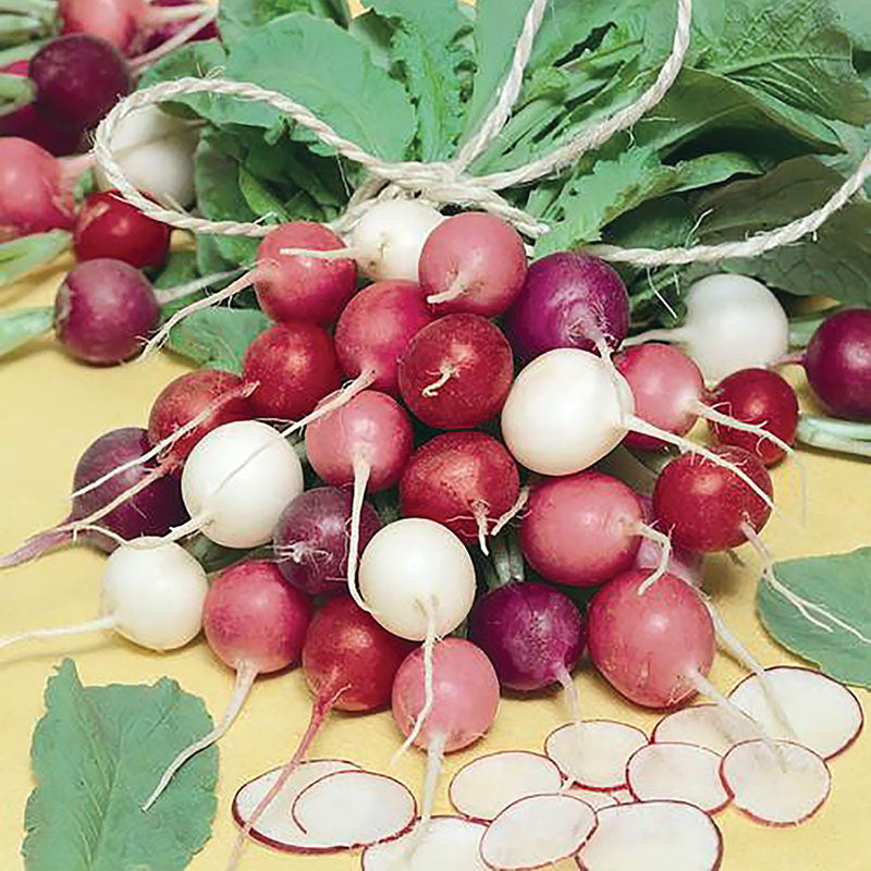 Easter Egg Summer Radish Seeds
