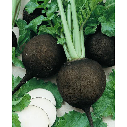 Black Ragfish Radish – NE SEED