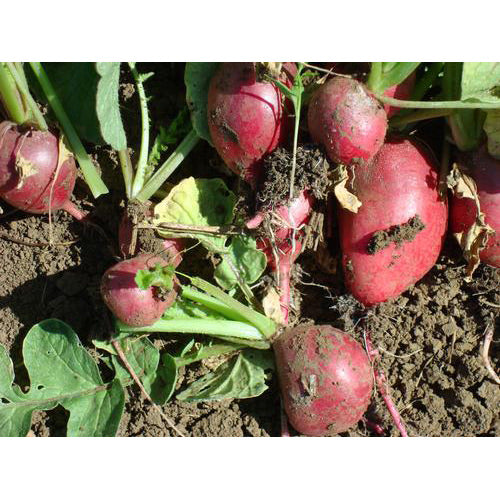 Cherry Belle Summer Radish Seeds