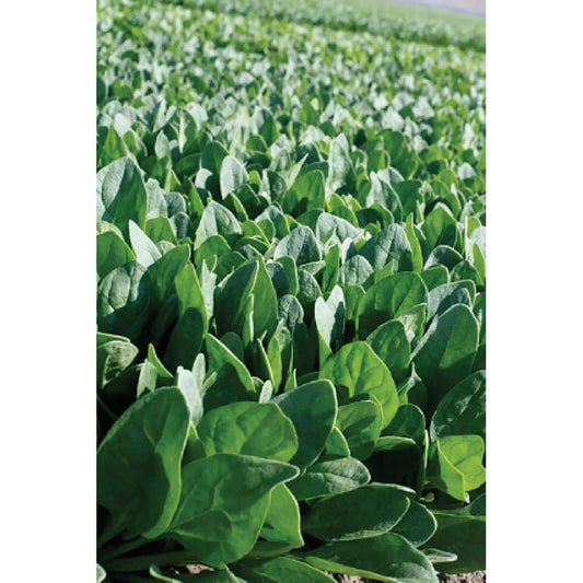 Oceanside Hybrid Spinach Seeds