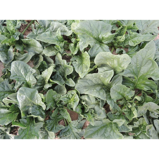 Monstrueux de Viroflay Spinach Seeds