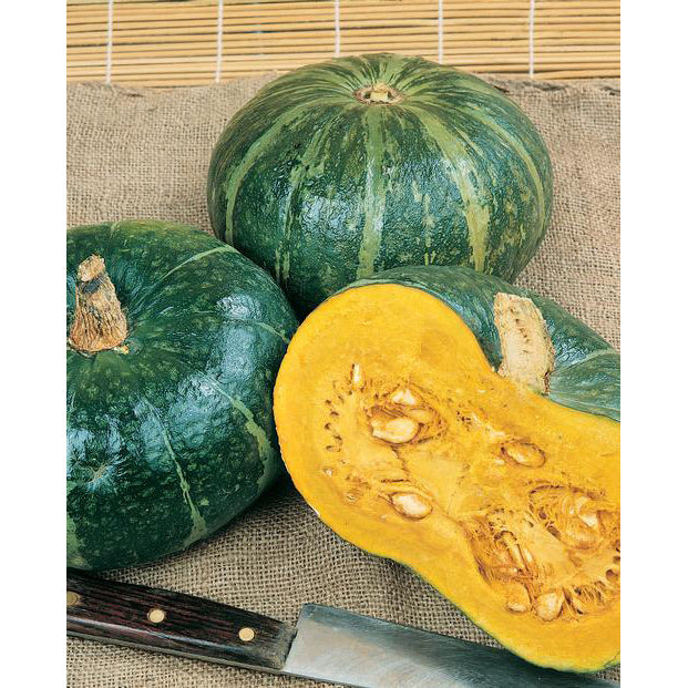 Burgess Buttercup Winter Squash Seeds