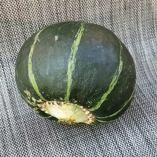 Certified Organic Burgess Buttercup Winter Squash Seeds