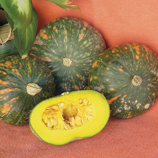 Speckled Pup PMT F1 Hybrid Kabocha Winter Squash Seeds