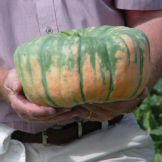 Speckled Hound F1 Hybrid Pumpkin Seeds