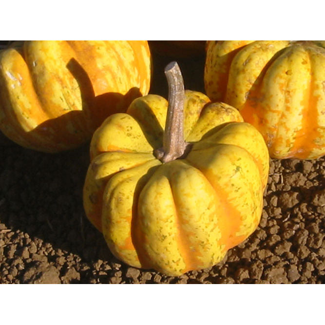 Festival F1 Hybrid Winter Squash Seeds
