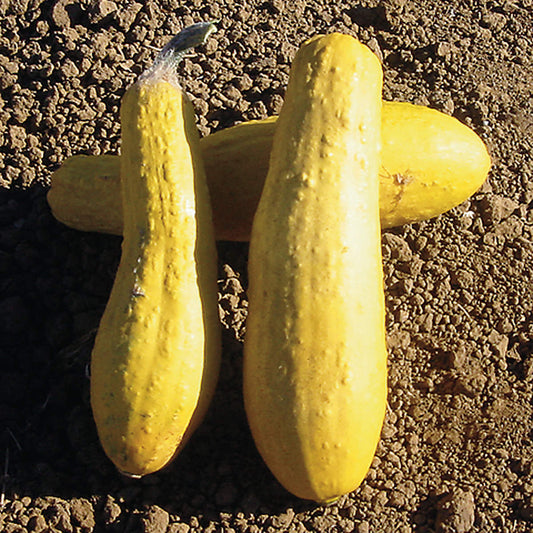 Certified Organic Early Prolific Straightneck Summer Squash Seeds