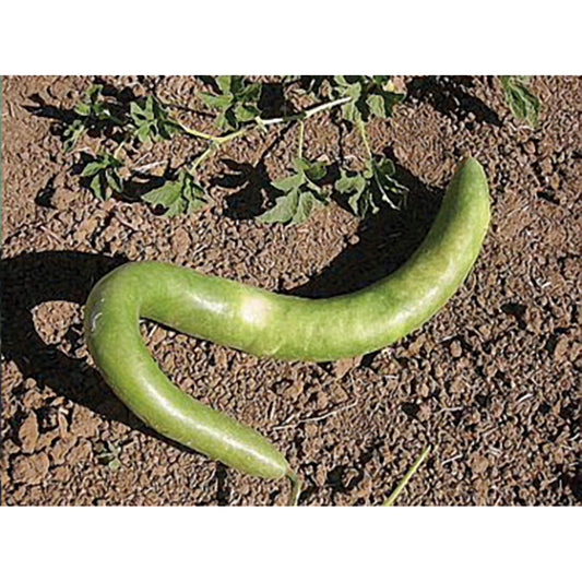 Italian Edible Gourd Zucchini Summer Squash Seeds