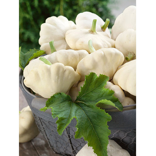 Early White Bush Scallop Summer Squash Seeds