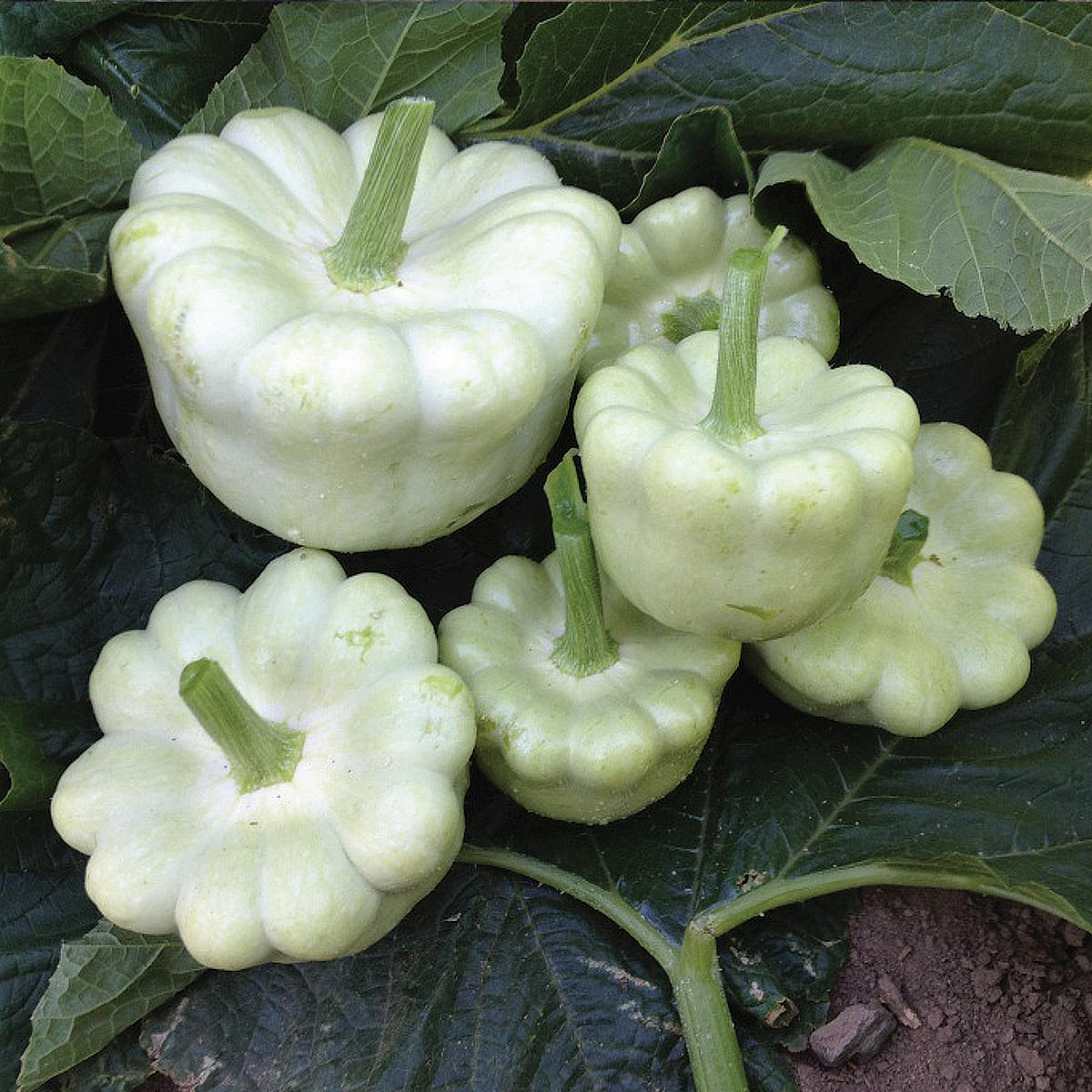 Daize F1 Hybrid Summer Squash Seeds