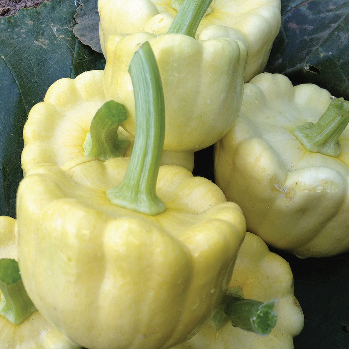 Coronation F1 Hybrid Summer Squash Seeds