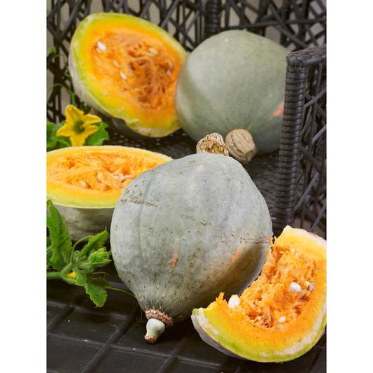 Baby Blue Hubbard Winter Squash Seeds