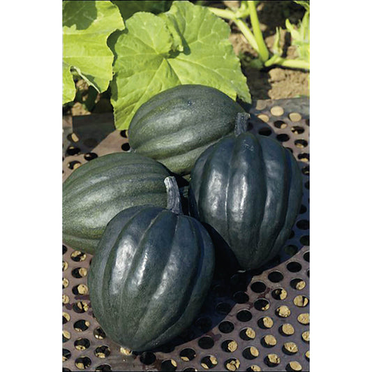 Table Queen Acorn Winter Squash Seeds