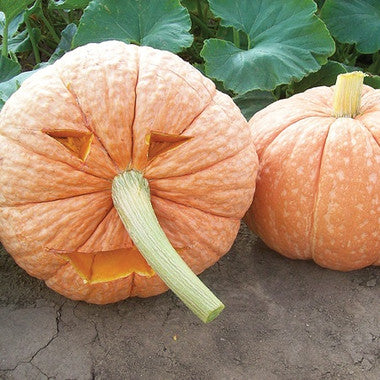 Pumpkin Mr. Fugly F1 Hybrid