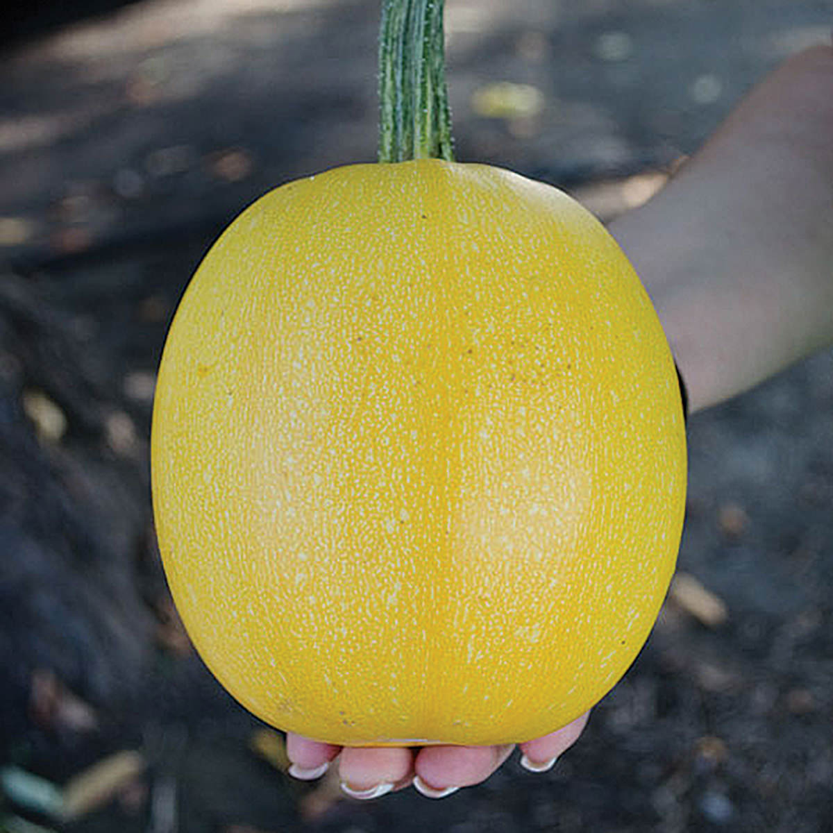 Angel hair F1 Hybrid Spaghetti Winter Squash Seeds