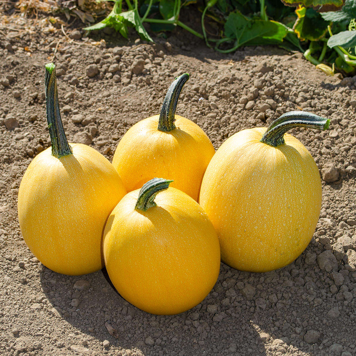 Angel hair F1 Hybrid Spaghetti Winter Squash Seeds