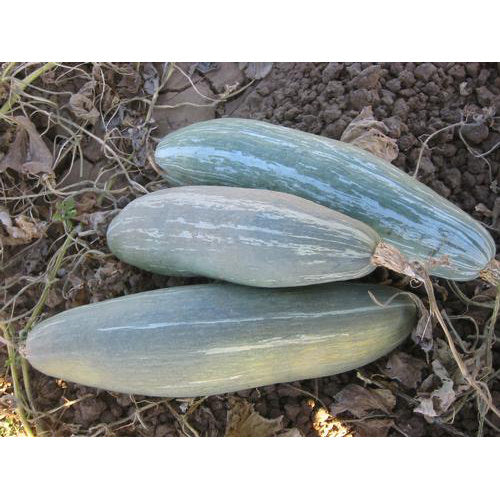 Guatemalan Blue Winter Squash Seeds