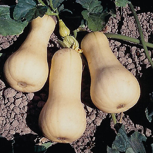 Waltham Butternut Winter Squash Seeds