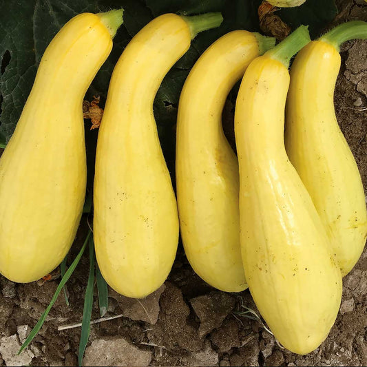 Mabel F1 Hybrid Summer Squash Seeds