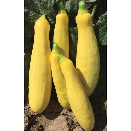 Mayo F1 Hybrid Summer Squash Seeds