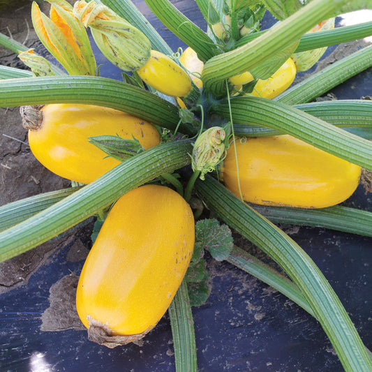 Grenade F1 Hybrid Summer Squash Seeds