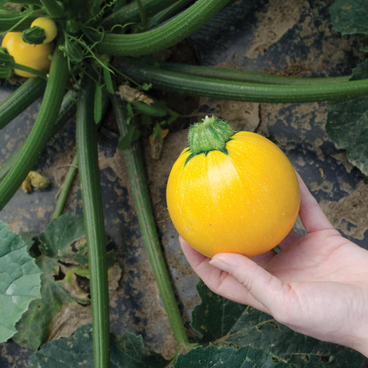 SunDay F1 Hybrid Summer Squash Seeds