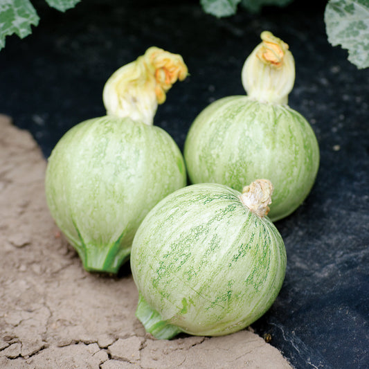 Lucky 8 F1 Hybrid Summer Squash Seeds