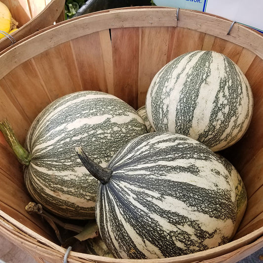 Silver Edged Pumpkin Seeds