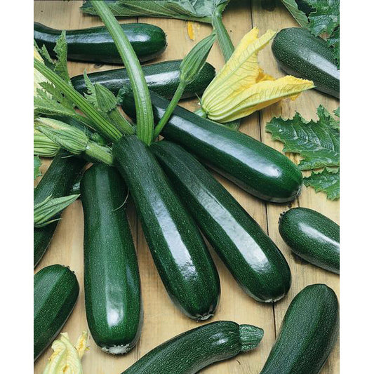 Certified Organic Black Beauty Zucchini Summer Squash Seeds