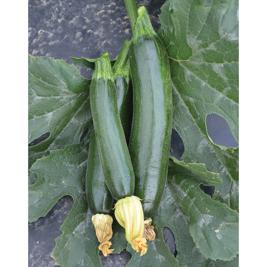 Fascienne F1 Hybrid Summer Squash Seeds