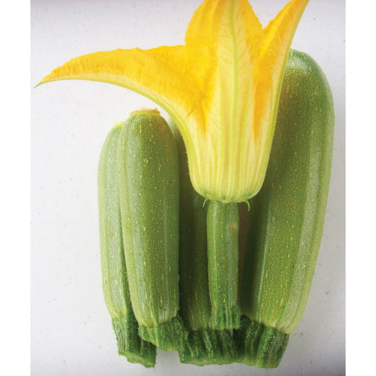 Clarice F1 Hybrid Summer Squash Seeds